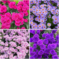 1000+ Dutch Aster Seeds for Planting - Perennial Hardy Flower, Butterfly Magnet & Pollinator Friendly, with Vibrant Blooms, Ideal for Outdoor Home Gardens & Flower Beds