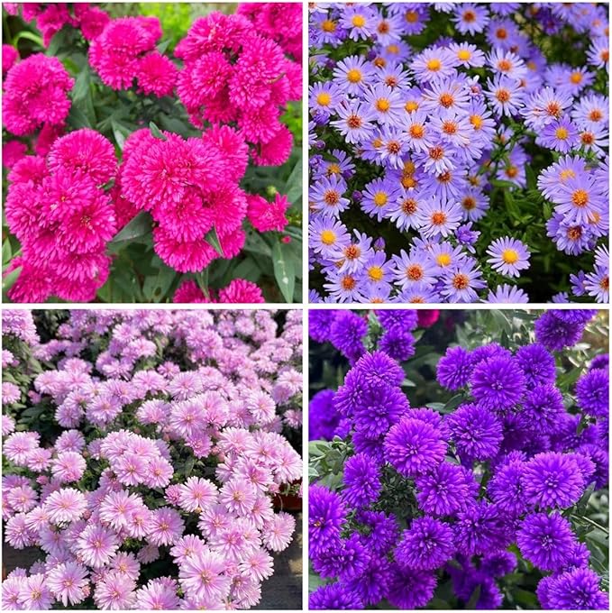 1000+ Dutch Aster Seeds for Planting - Perennial Hardy Flower, Butterfly Magnet & Pollinator Friendly, with Vibrant Blooms, Ideal for Outdoor Home Gardens & Flower Beds