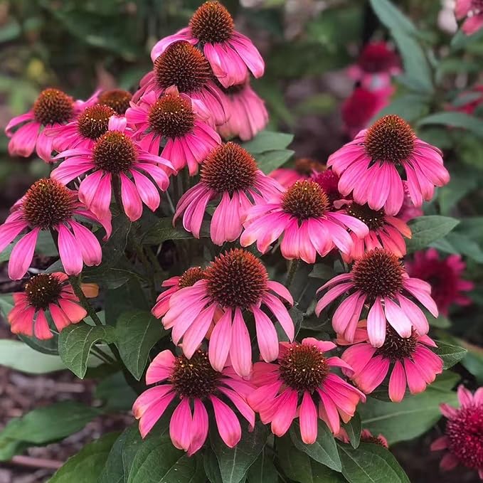 NYGardenia 100 Pink Coneflower Seeds – Non-GMO Heirloom Echinacea for Pollinator-Friendly Perennial Gardens