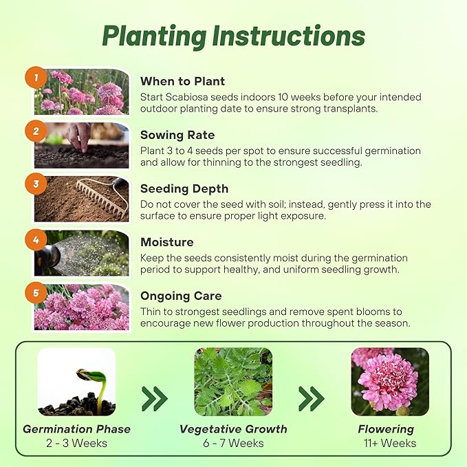 Outsidepride Double Rose Scabiosa Seeds - 200 Pcs Annual Pincushion Flower Seeds That Attract Pollinators, Upright & Neat Growth Habit for Small Gardens, Borders, Containers, & Xeriscaping