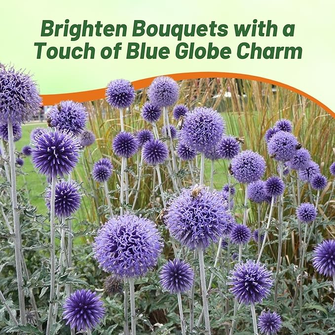 Outsidepride Blue Globe Thistle Seeds - 1000 Pcs Perennial, Drought Tolerant & Self-Seeding, Flower Seeds for Planting w/Thistle-Like Foliage & Vibrant Purple Blooms, Ideal for Xeriscaping Gardens