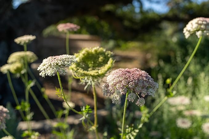 Plant Good Seed Organic Dara Queen Anne's Lace Flower Seeds for Planting: Heirloom Ammi, Red, Pink and White Blossoms - 200 Seed Packet