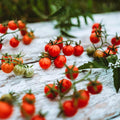 Everglades Tomato - 25 Seeds - Wild Florida Everglades Tomato, Tiny Pink Currant Tomatoes, Non-GMO, Heirloom Currant Tomato Seeds for Planting in The Home Garden, Thresh Seed Company