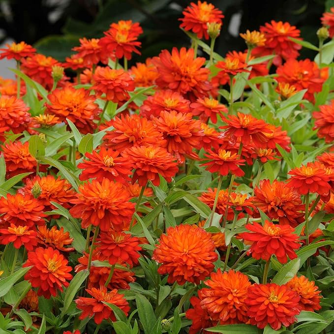 Eden Brothers Zinnia Seeds - Double Zahara Fire, Non-GMO Seeds for Planting, Packet | Low-Maintenance Flower Seeds, Plant During Spring, Zones 2, 3, 4, 5, 6, 7, 8, 9, 10, 11