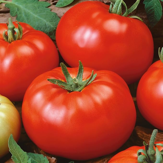 Brandywine Red Tomato (Potato Leaf) 1 Oz ~11,880 Seeds – Heirloom, Non-GMO – High Yield – Rich, Classic Flavor – Great for Gardens & Containers – Open-Pollinated & Easy to Grow