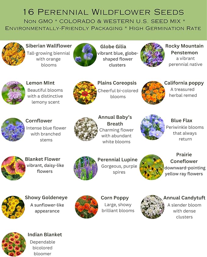 Colorado Wildflower Seed Mix, 1 lb Covers 3,200 sq ft, Multi-Color Blooms, Spring and Fall Planting (1/4 Pound)