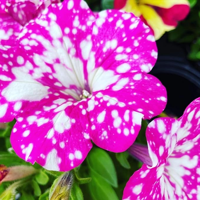 500+ Rare Night Sky Petunia Seeds - Dwarf Wave Petunia Flower Seeds for Planting Home Garden Non-GMO Heirloom Seeds