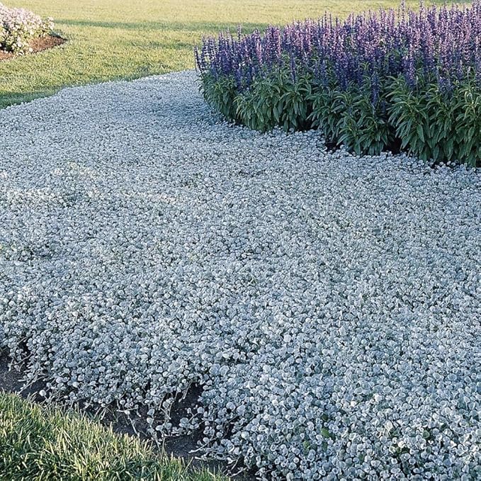 Outsidepride Perennial Dichondra Silver Falls Seed - 30 Pcs Heat & Drought-Tolerant, Low-Maintenance Ground Cover Seeds for Planting, Ideal for Container Plant, Erosion Control, & Silver Foliage