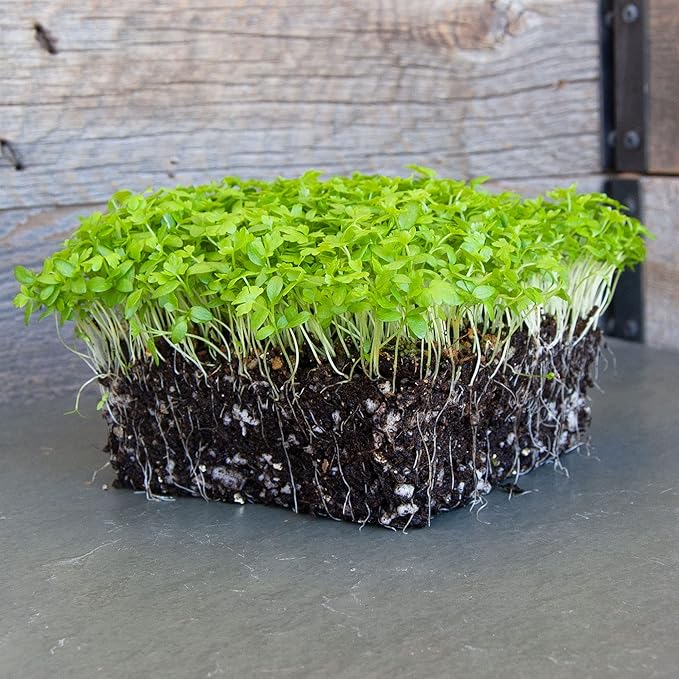 Celery Microgreens Seeds – 1 oz – Non-GMO for Commercial & Home Gardening – Robust, Bright Flavor – Celery Sprouting Seeds