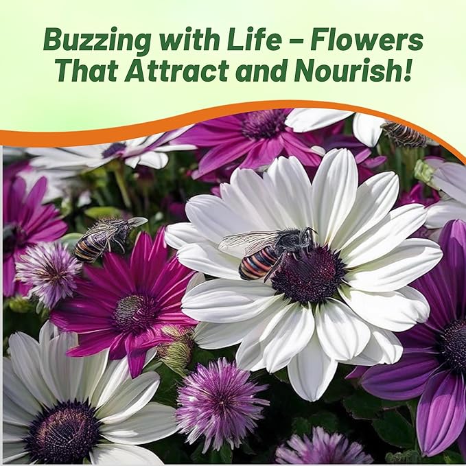 Outsidepride Akila Mix Osteospermum African Daisy Seeds - 20 Pcs. Perennial Flower Seeds for Planting Outdoors with Long-Lasting Blooms, Drought-Tolerant, Easy to Grow for Sunny Gardens & Borders