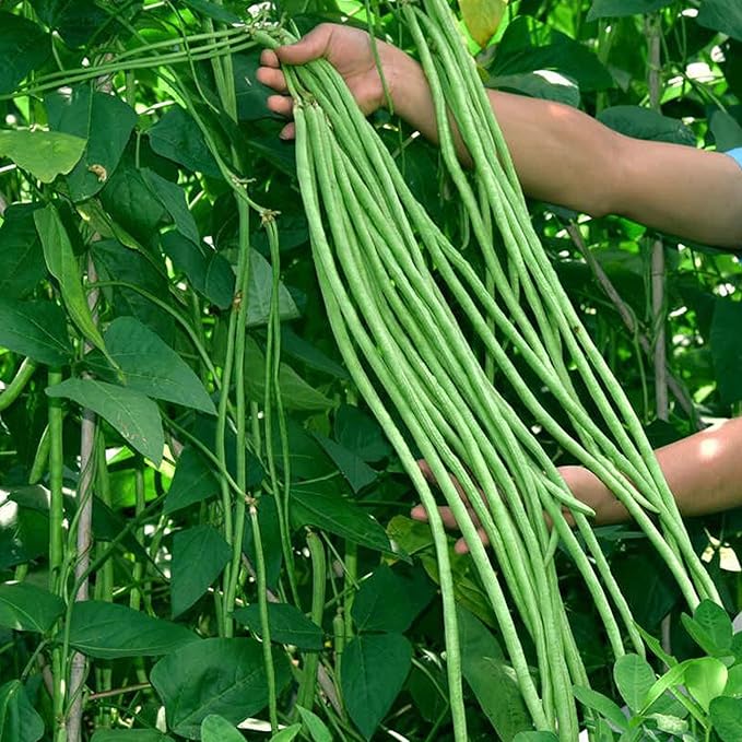 60 Heirloom Green Long Bean Seeds - Asparagus Bean Noodle Pole Bean Seeds- Chinese Asian Green Vegetable Seeds for Planting, Brandsize