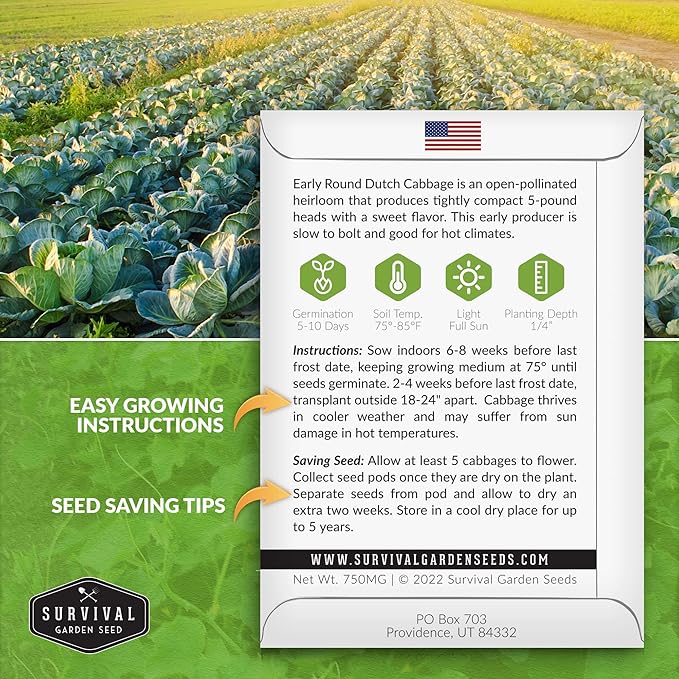 Early Round Dutch Cabbage Seeds for Planting | Heirloom Non-GMO Cold Hardy Variety for Spring & Fall Gardens - Storage & Sauerkraut Cabbages - Survival Garden Seeds (2 Packs)