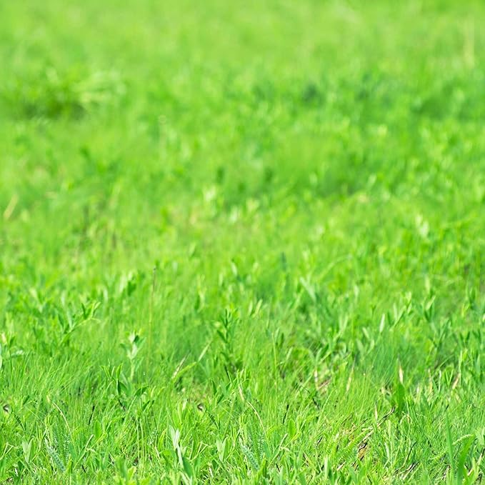 Irrigated Pasture Grass 1 Lb Seed – Meadow Brome, Tall Fescue, Perennial & Annual Ryegrass, Orchardgrass – for Moist Soils & Cover Crops – Forage & Soil Protection – 25 Lbs/Acre