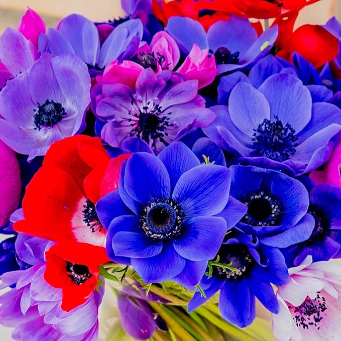 Easy to Grow Anemone Monarch de Caen Mix 60 Plant Bulbs - Blue Pink Purple Red Flowers in Spring, Full Sun Outdoor Zones 8-10