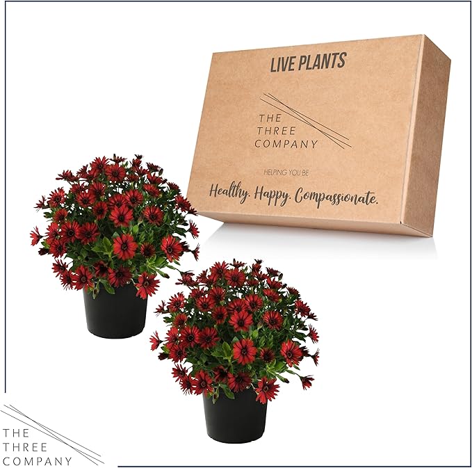 Live Flowering Osteospermum Plant - Red (2 Plants Per Pack), Beautiful African Daisies, Early Spring Color, 12" Tall by 5" Wide in 1 Qt Pot, The Three Company