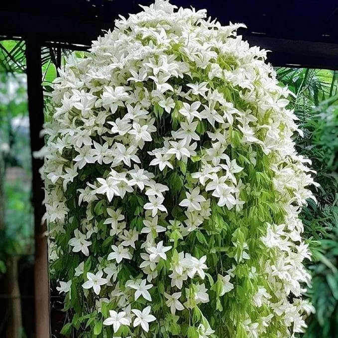 300+ Exotic Climbing Jasmine Flower Seeds for Planting Fragrant Plant Seeds Non-GMO Garden Home Jasmine Garden Balcony Climbing Flower