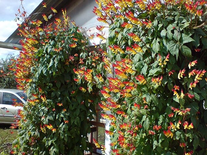 Seeds Firecracker Vine Mina Lobata Quamoclit Annual Flowers