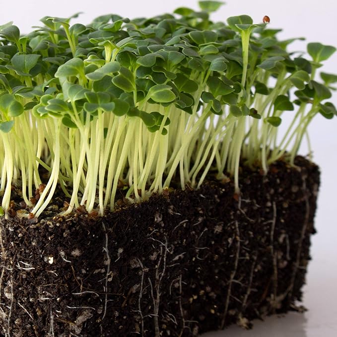 Mibuna Mustard Seeds - 1 Oz ~8500 Seeds - Non-GMO Japanese Herb, Vegetable Garden & Microgreens Seeds