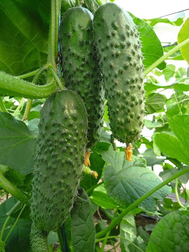 Seeds Rare Cucumber Titus F1 45 Days Early Pickling Vegetable for Planting Non GMO
