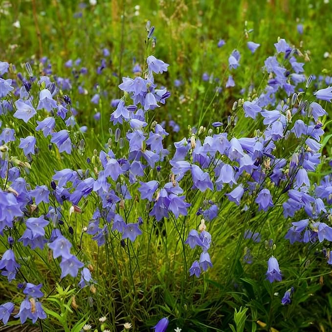 5000 Campanula Medium Bellflower Flower Seeds for Planting, Blue Campanula Flower Seed, Non-GMO Bellflower Seeds for Garden Borders Containers Home