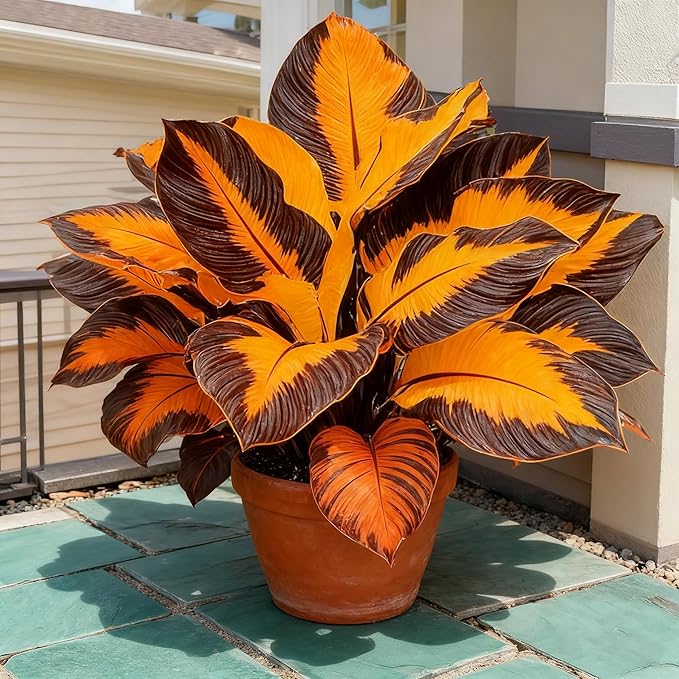 Hosta Seeds for Planting, 300+ Mixed Color Perennial Hosta Seed, Heirloom Non-GMO Hosta Seeds for Bonsai Decoration, Home Garden