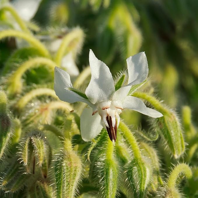 Seed Needs Borage Seeds for Planting White Borago officinalis Starflower - Non-GMO Heirloom & Untreated Herb Seed to Plant and Grow an Outdoor Home Grown Garden (2 Packs)