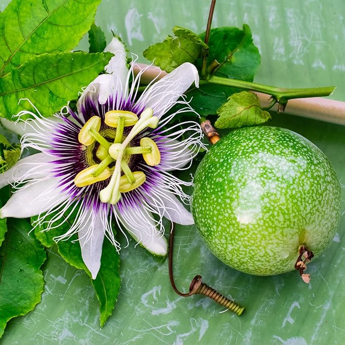 Seed Needs, Purple Passion Flower Seeds - 30 Heirloom Seeds for Planting Passiflora edulis - Annual Heirloom & Open Pollinated Vine/Climber Produces Exotic Blooms (5 Packs)