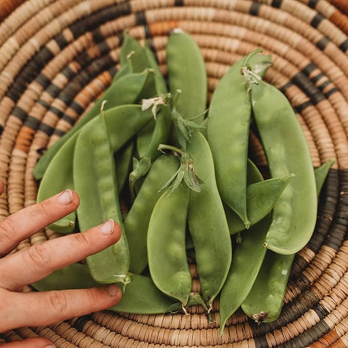 Green Beauty Snow Pea - 50 Seeds - Heirloom & Open-Pollinated Variety, Non-GMO Vegetable Seeds for Planting in The Home Garden, Thresh Seed Company