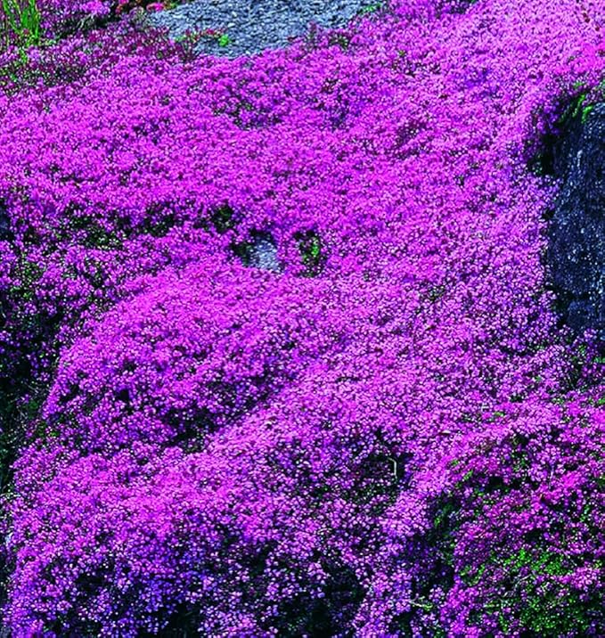 1500+ Creeping Thyme Seeds Purple Pink Ground Cover Heirloom, Non-GMO, Perennial