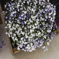 Regatta Series Lobelia Sky Blue ~25 Seeds – Multi-Seed Pellets – Trailing Lobelia erinus – Annual for Hanging Baskets, Containers & Edging – 9 Vibrant Colors – Non-GMO – 77–84 Days to Bloom