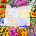 Eastern Oregon Wildflower Seed Mix, 1 lb Covers 3,200 sq ft, Multi-Color Blooms, Spring and Fall Planting (1/4 Pound)