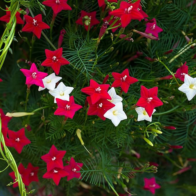 Outsidepride Mixed Cypress Vine Seeds - 100 Pcs Annual Flower Seeds with Nectar-Rich, Star-Shaped Flowers & Feathery, Fern-Like Leaves for Fences, Trellises, Pergolas & Vertical Gardens