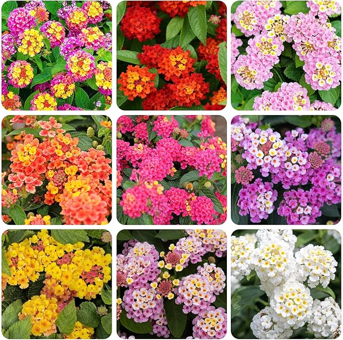 200+Perennial Mix Lantana Flowers Seeds for Planting Outdoors Home Garden