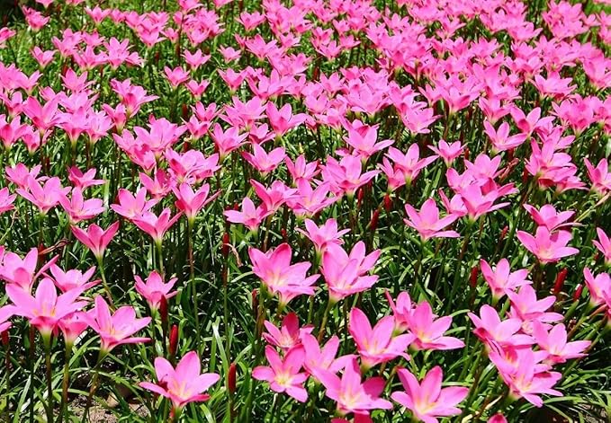 Votaniki Zephyranthes Grandiflora Pink Rain Lily Bulbs for Planting - Perennial Lily Flowering Bulbs | Bloom Multiple Times - Easy to Grow (10 Pack)