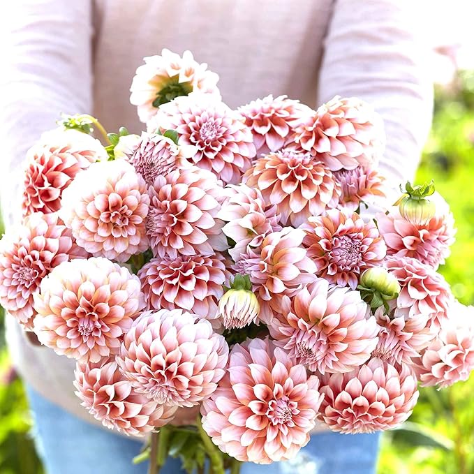 Eden Brothers Dahlia Bulbs (Decorative) - Peaches, Non-GMO Bulbs for Planting, 2 Bulbs | Low-Maintenance Flower Bulbs, Plant During Spring, Zones 8, 9, 10, 11