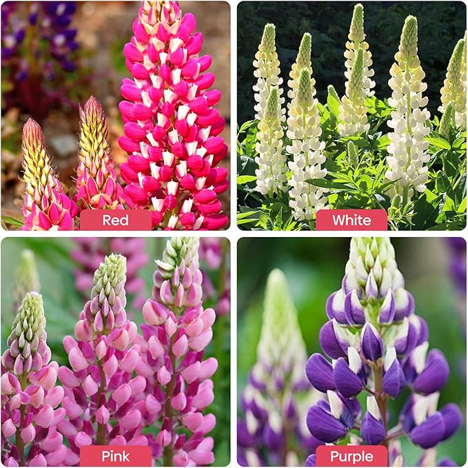Groundio Russell Lupine Seeds, Lupinus Ployphyllus 36-48 Inch Tall Mix Color Flower, Red, White, Pink, Purple Perfect for Garden, Non-GMO | Heirloom | Open Pollinated, USDA Zone 3-9