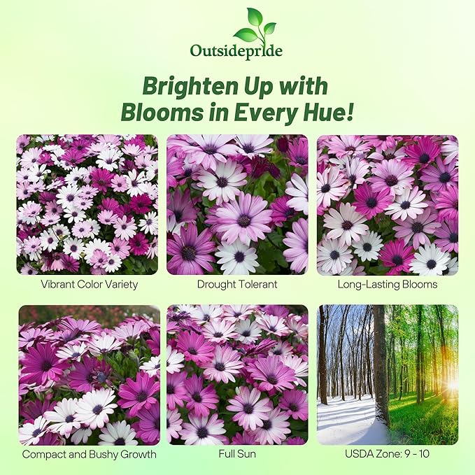 Outsidepride Akila Mix Osteospermum African Daisy Seeds - 20 Pcs. Perennial Flower Seeds for Planting Outdoors with Long-Lasting Blooms, Drought-Tolerant, Easy to Grow for Sunny Gardens & Borders
