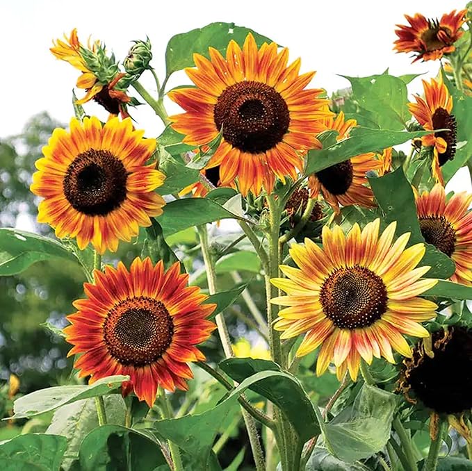 Mixrug Mix Sunflower Seeds to Plant, 100+pcs Rare Perennial Sunflower Flower Seeds for Planting, Non-GMO Heirloom Flowers Plants Attracts Pollinators for Home Garden Outdoors