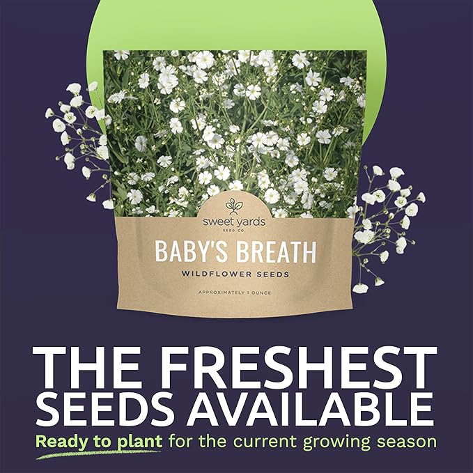 Showy Baby's Breath Seeds – Bulk Quarter Pound Bag – Over 80,000 Open Pollinated Non-GMO Wildflower Seeds – Gypsophila elegans – Quick Blooming White Flowers