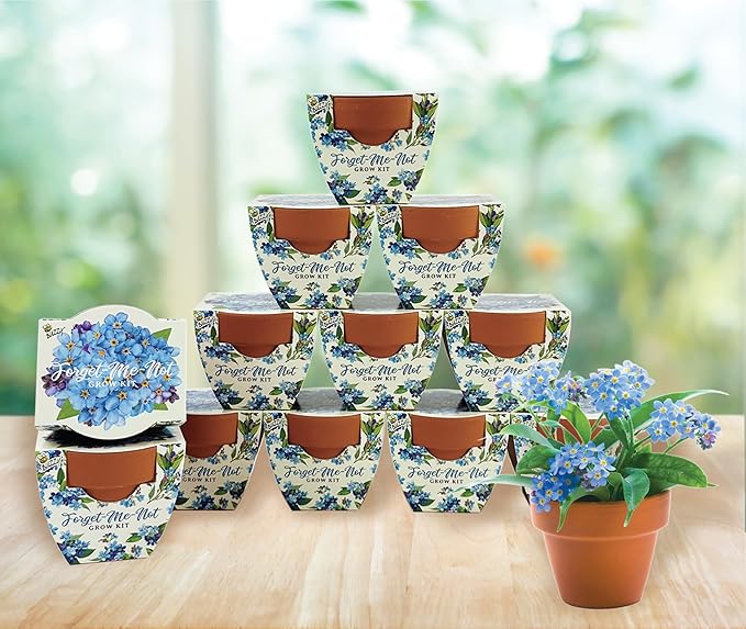 BUZZY Seeds Mini Terracotta Pots 12-Pack Daydream Forget-Me-Not Flowers, All-in-One Seed Starter Kits, Indoor Outdoor Gardening Gift, Wedding Favors, Seeds for Planting Flowers