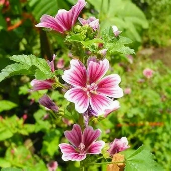 500+ Malva Seeds for Planting, Perennial Purple Malva Sylvestris Seed, Non-GMO Heirloom Mallow Flower Seeds for Home Garden Outdoor