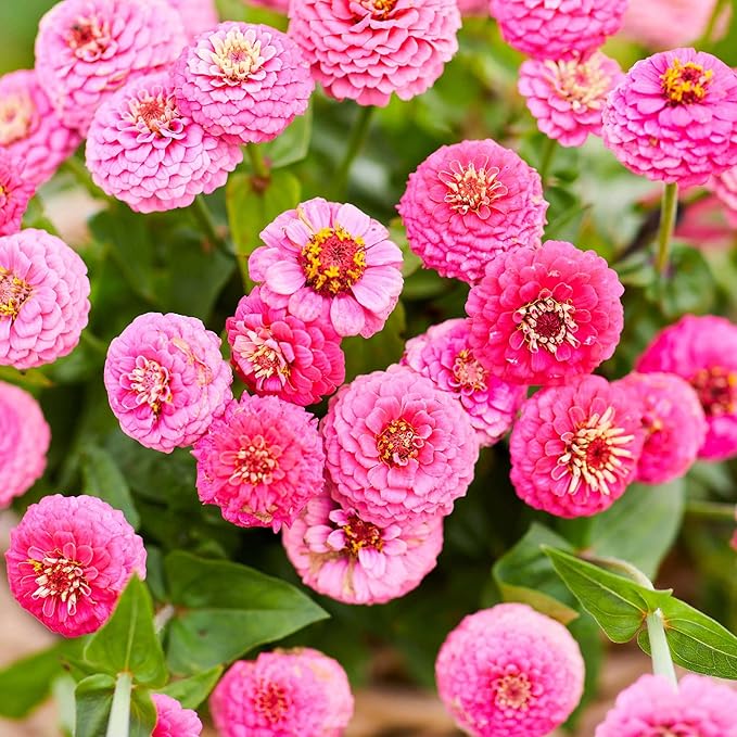Eden Brothers Zinnia Seeds - Lilliput Rose, Non-GMO Seeds for Planting, 1/4 lb | Low-Maintenance Flower Seeds, Plant During Spring, Zones 3, 4, 5, 6, 7, 8, 9, 10