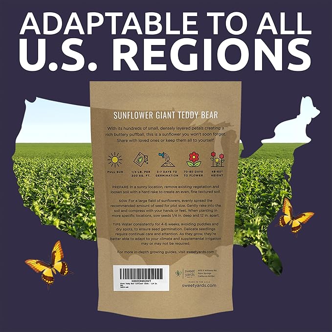 Giant Teddy Bear Sunflower Seeds - Bulk 1/4 Pound Bag - Over 5,000 Fresh Open Pollinated Non-GMO Flower Seeds - Helianthus annus - Unique Bloom Hundreds of Fluffy Yellow Petals