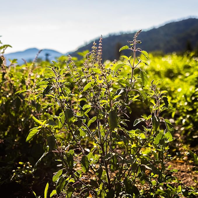 Banyan Botanicals Organic Rama Tulsi Seeds – Ocimum Sanctum – Tulsi (Holy Basil) Seeds for Tea, Cooking & Herbal Formulas – 50 Count – Open Pollinated Non-GMO Easy to Grow