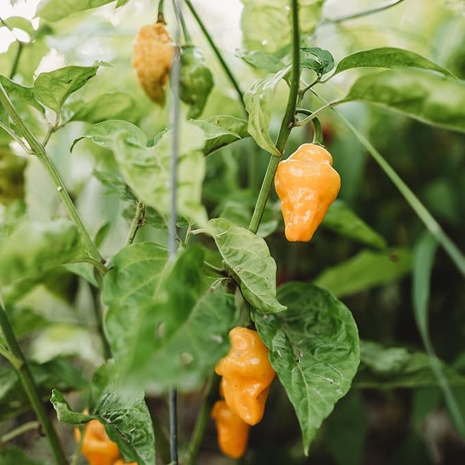 Trinidad Perfume Pepper - 10 Seeds - Tamed Trinidad Peppers, Exceptionally Sweet & Subtly Spicy, Non-GMO, Heirloom Pepper Seeds for Planting in The Home Garden, Thresh Seed Company