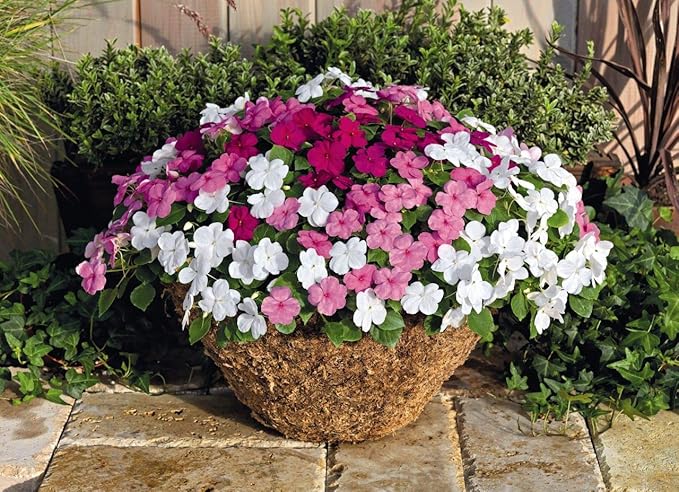 KIRA SEEDS - Seeds Busy Lizzie Mix Balsam - Impatiens walleriana - Perennial Flowers for Planting - GMO Free