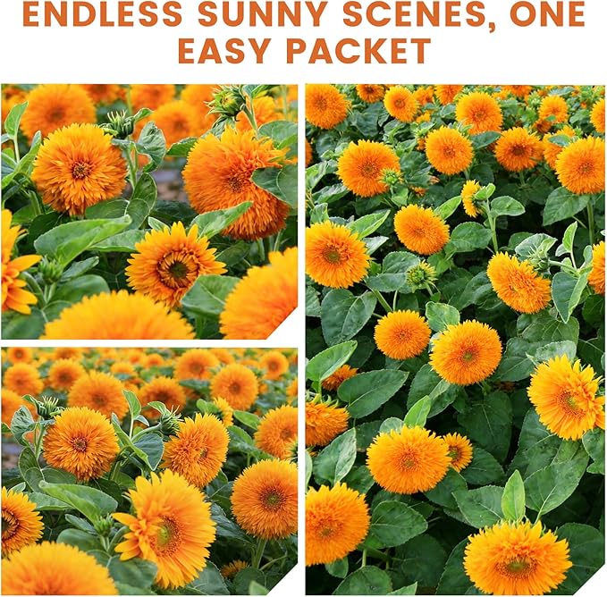 1000+ Teddy Bear Sunflower Seeds to Plant, Non-GMO Heirloom Flower Seeds for Planting, Dwarf Variety, Gardens & Borders - Easy to Grow with High Germination Rate, Perfect for Beginners