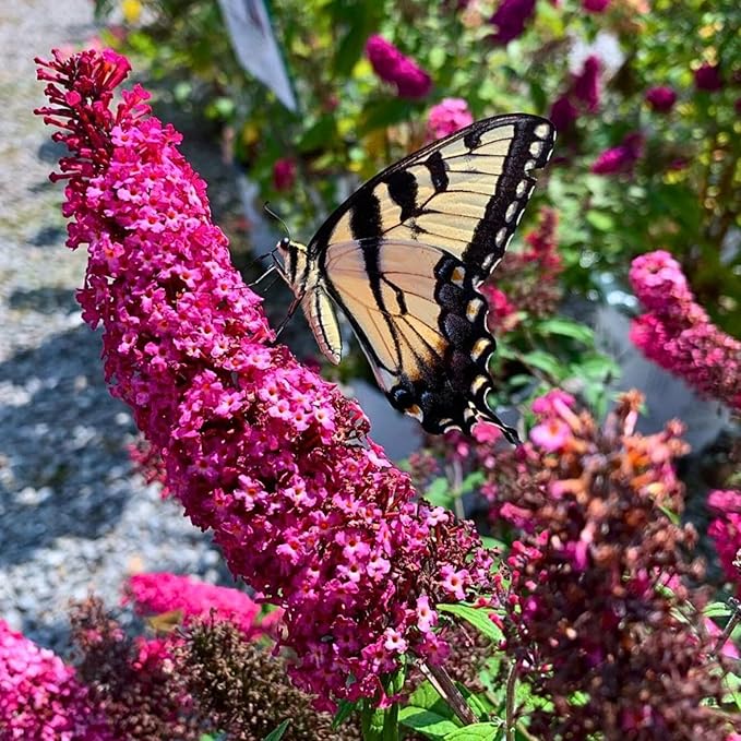 350+ Mix Butterfly Bush Seeds - Buddleia Davidii Flower Seeds Perennial, Drought-Tolerant & Low Maintenance Flower Seeds, Great for Pollinator Gardens