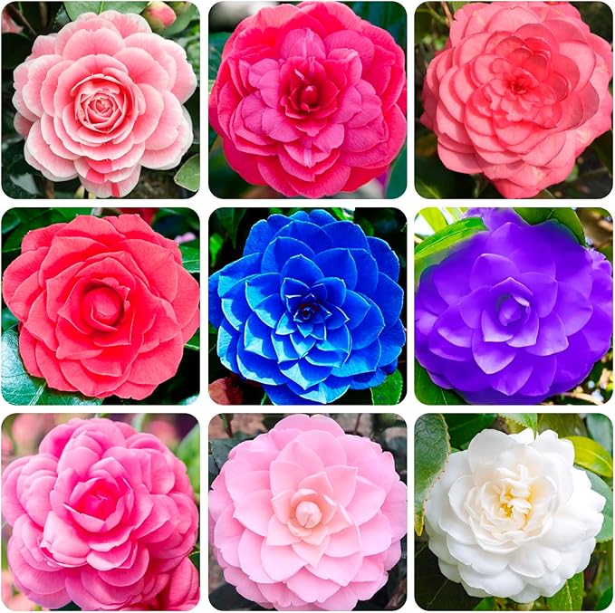 20+ Mixed Camellia Seeds for Planting-Camellia Shrub Impatiens Balsamina Flower Seeds Plants in Potted Balcony Low-Maintenance