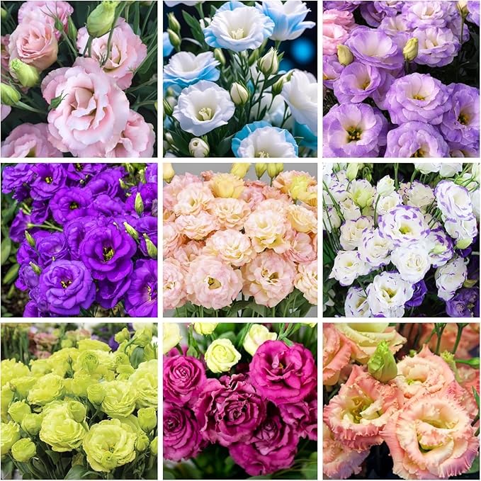 900+ Lisianthus Flower Seeds for Planting - Annual Lisianthus Seeds Non-GMO Perennial Eustoma Cut Flower Plant Garden Home